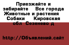 Приезжайте и забирайте. - Все города Животные и растения » Собаки   . Кировская обл.,Сезенево д.